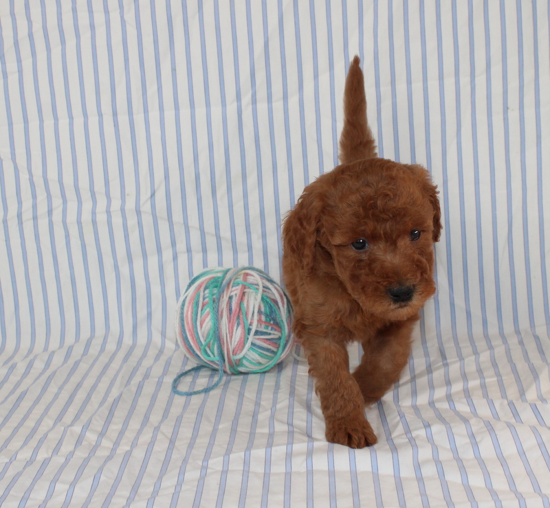 puppy, for, sale, Mini F1B Golden Doodle, Matthew B. Stoltzfus, dog, breeder, Gap, PA, dog-breeder, puppy-for-sale, forsale, nearby, find, puppyfind, locator, puppylocator, aca